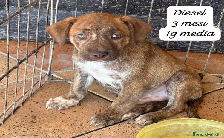 Meticcio cani Meticci dimenticati da tutti! - Annuncio 5