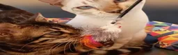 Bengala gatti in vendita: Gatti del Bengala  - Annuncio 1