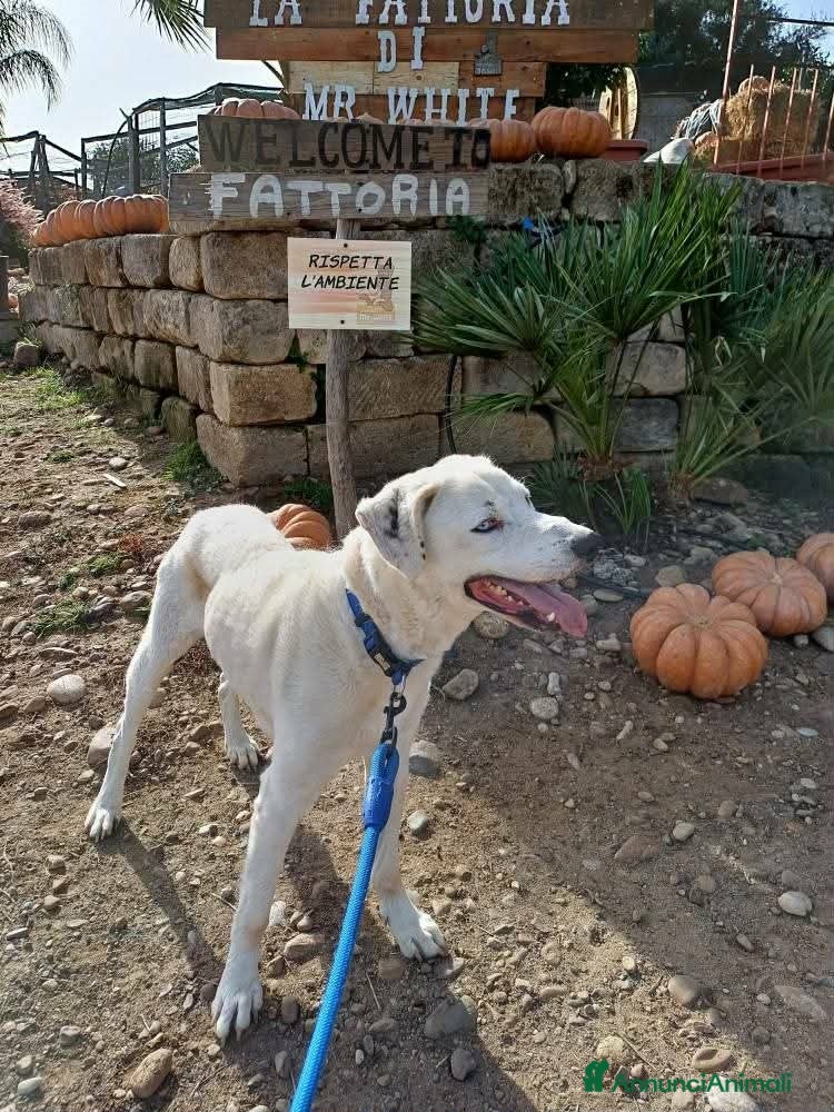 Meticcio cani dolcissimo rudy in regalo - Annuncio 2