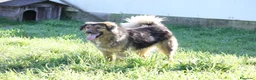 Meticcio cani in regalo: Enza in adozione - Annuncio 6