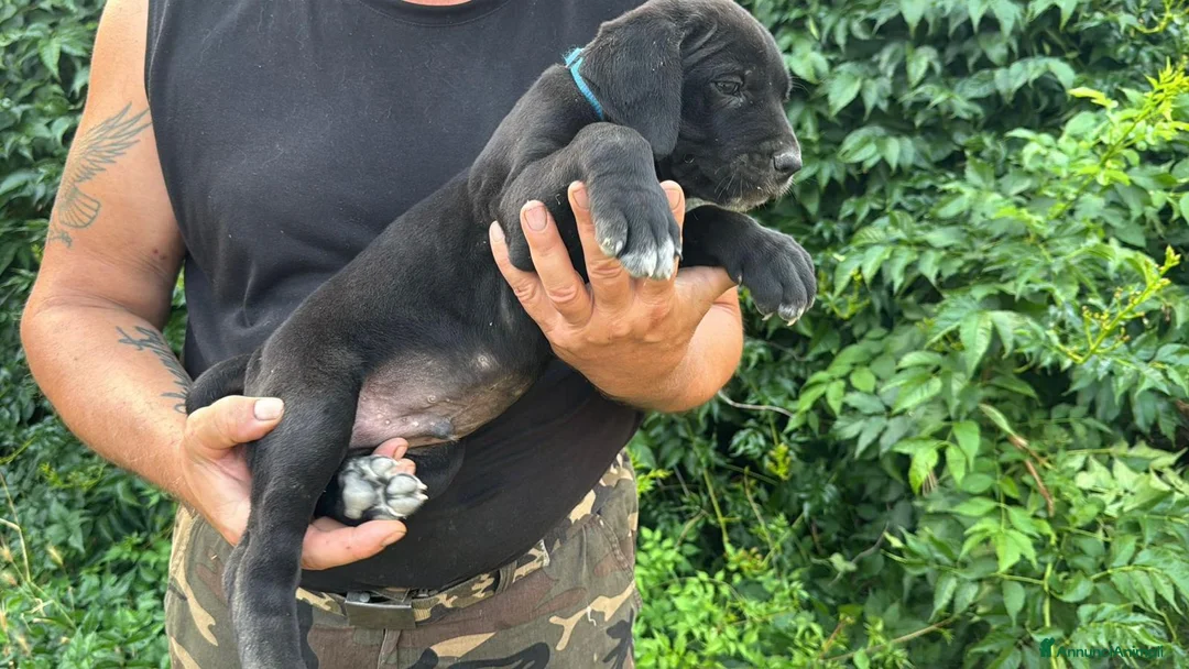 Cane Corso cani in vendita: Cucciolo di Cane Corso - Annuncio 1