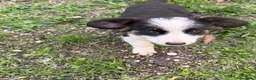 Meticcio cani in regalo: Dolci cagnoline cercano casa  - Annuncio 4
