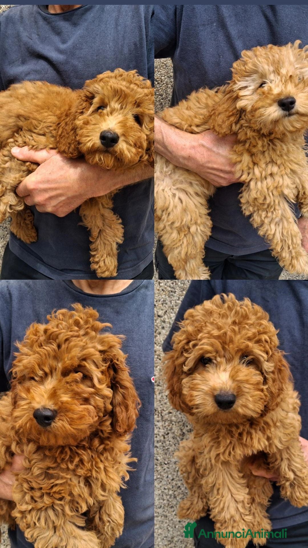 Barboncino cani Barboncini nani 3 mesi  - Annuncio 17