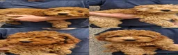 Barboncino cani in vendita: Barboncini nani 3 mesi  a Provincia di Bergamo - Annuncio 1