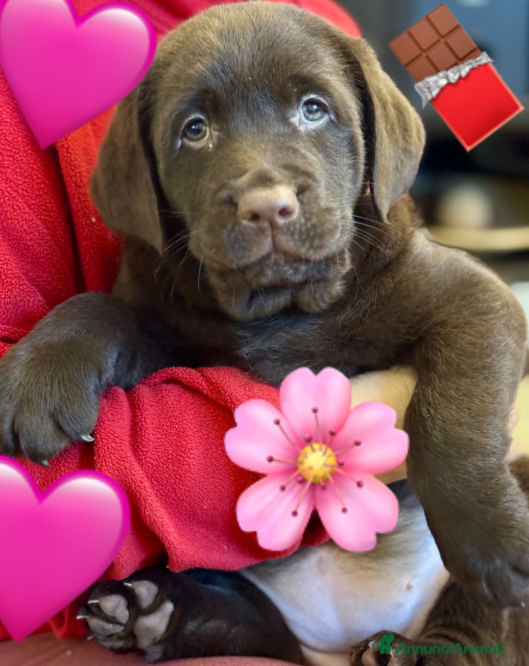 Labrador cani in vendita: Meraviglioso cucciolo di labrador chocolate puro a Città metropolitana di Palermo - Immagine 12