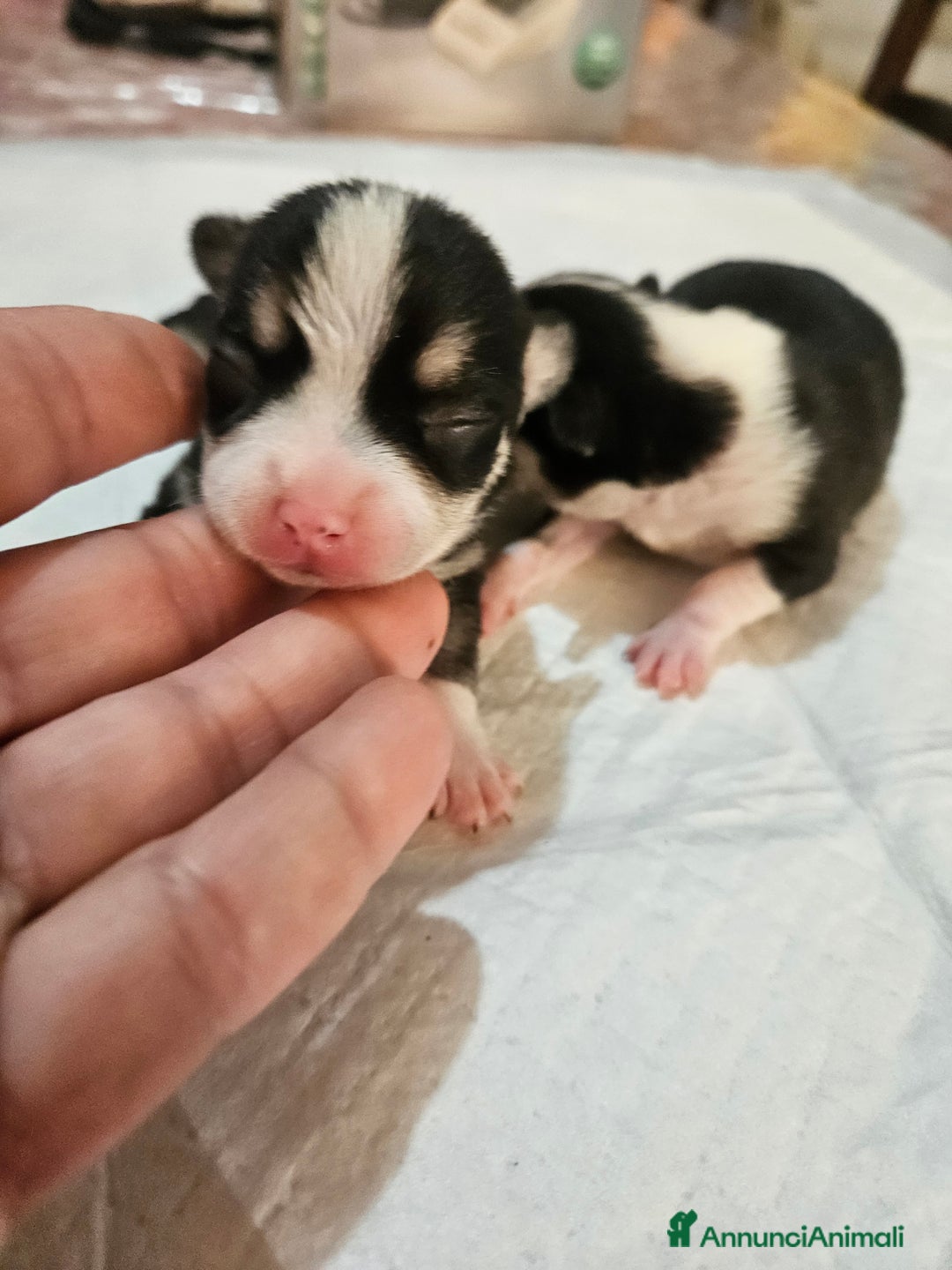 Chihuahua cani in vendita: Chihuahua toy  - Annuncio 1