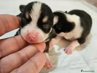 Chihuahua cani Chihuahua toy - Annuncio 18