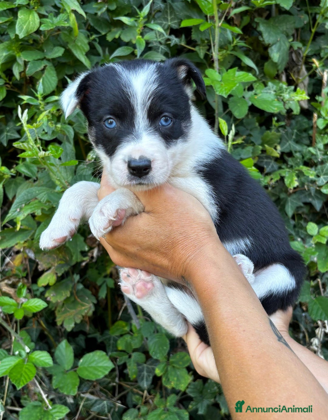 Border Collie cani in vendita: Cuccioli Border collie linea da lavoro  a Provincia di Modena - Immagine 9