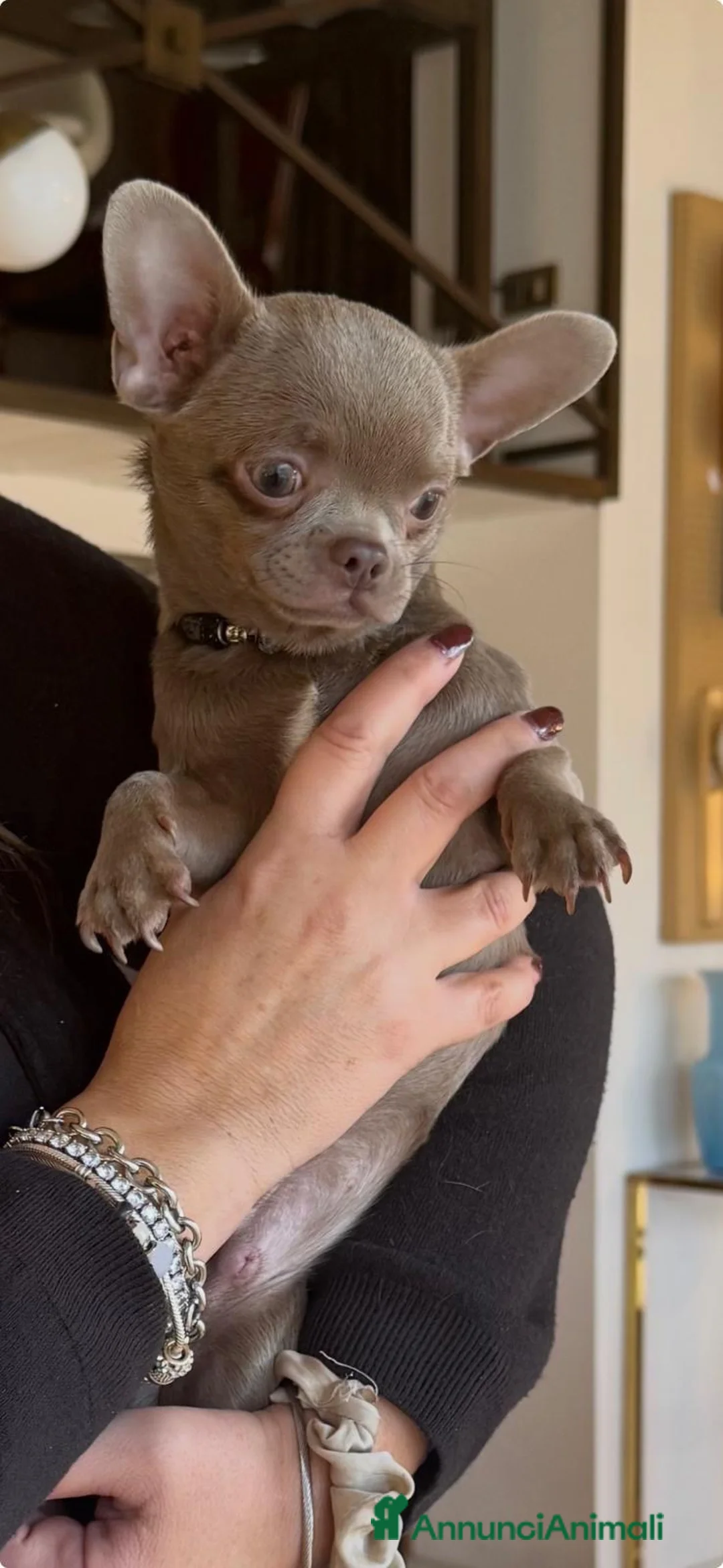 Chihuahua cani in vendita: Vendo 4 cuccioli  a Città metropolitana di Milano - Annuncio 6