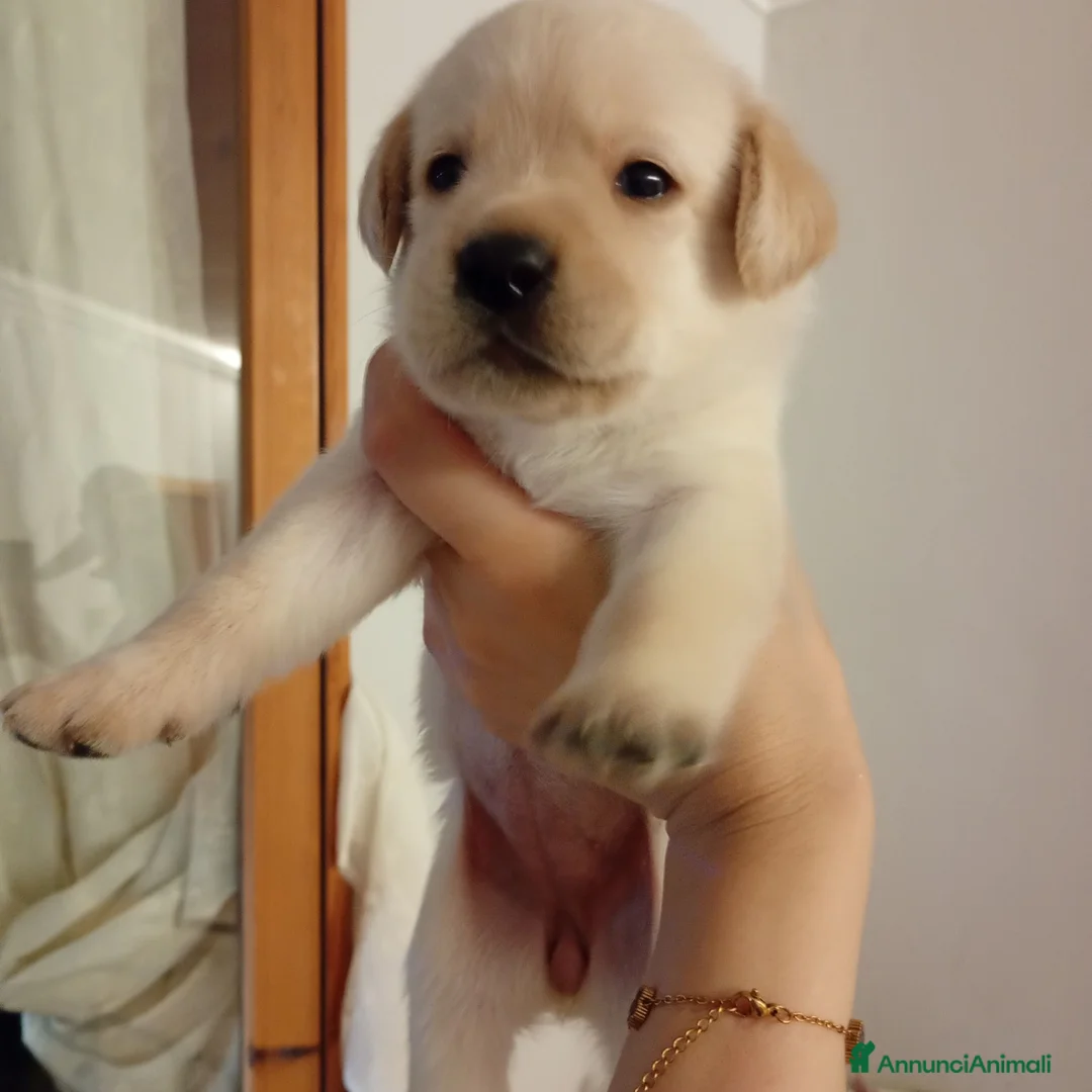 Labrador cani in vendita: Cuccioli di labrador con pedigree  - Annuncio 2