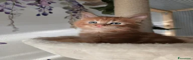 Maine Coon 3