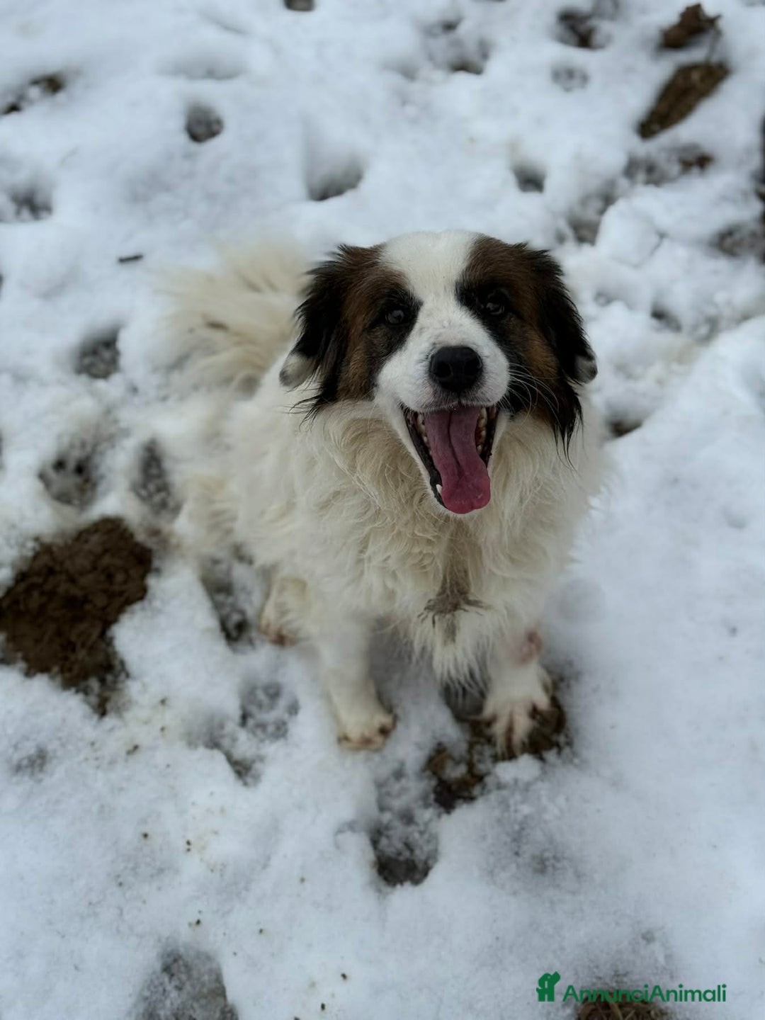 Meticcio cani in regalo: FLOCKY, in canile si dispera! Cerca famiglia - Annuncio 8