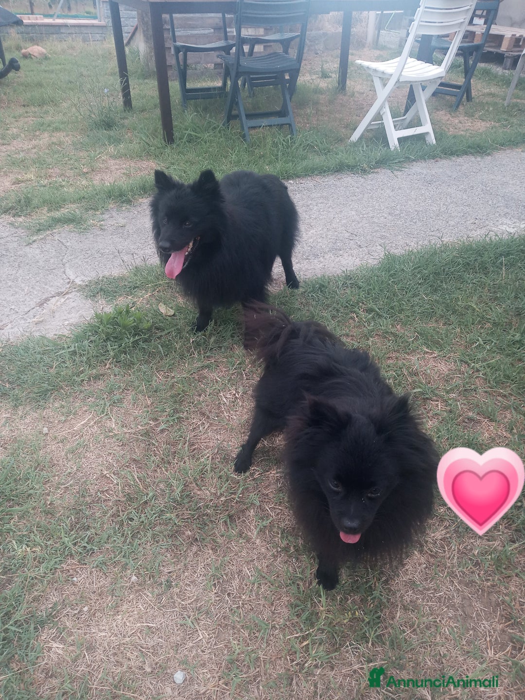 Volpino Italiano cani in vendita: Volpini italiani - Annuncio 9