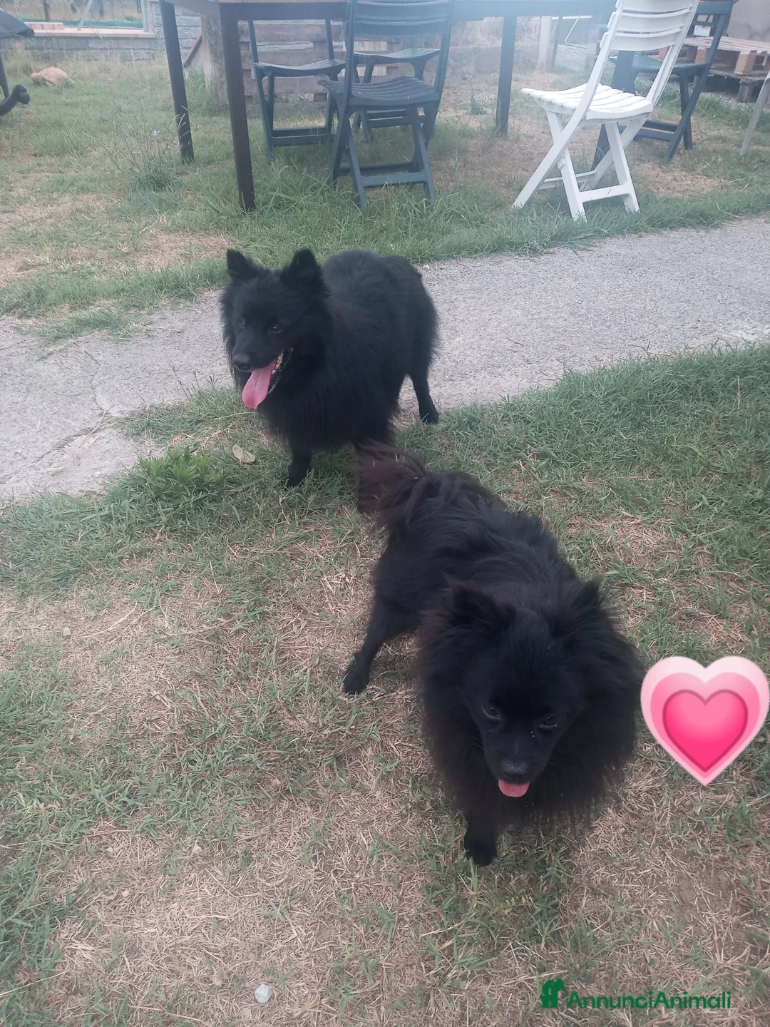 Volpino Italiano cani in vendita: Volpini italiani - Annuncio 9