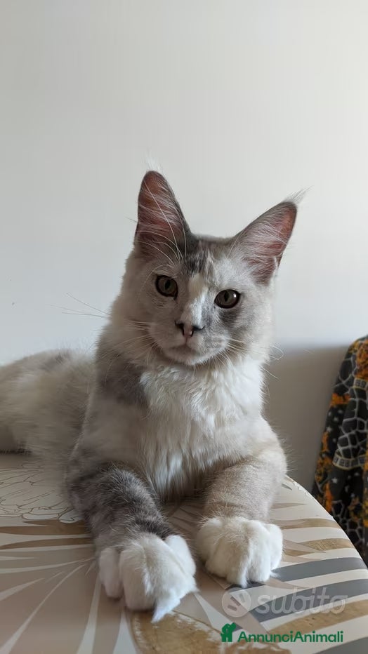 Maine Coon gatti Maine coon white-silver per monta - Annuncio 2