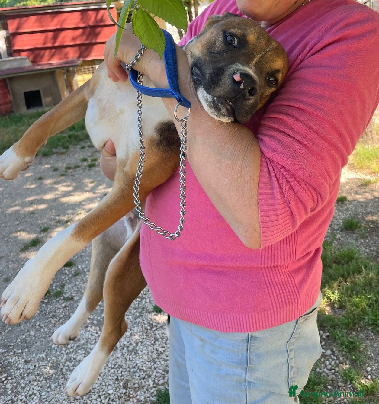 Pitbull cani in regalo: SIMPATICO MIX PITT - Annuncio 9
