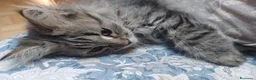 Siberiano gatti in vendita: Bellissimo cucciolo siberiano a Città Metropolitana di Bologna - Annuncio 4