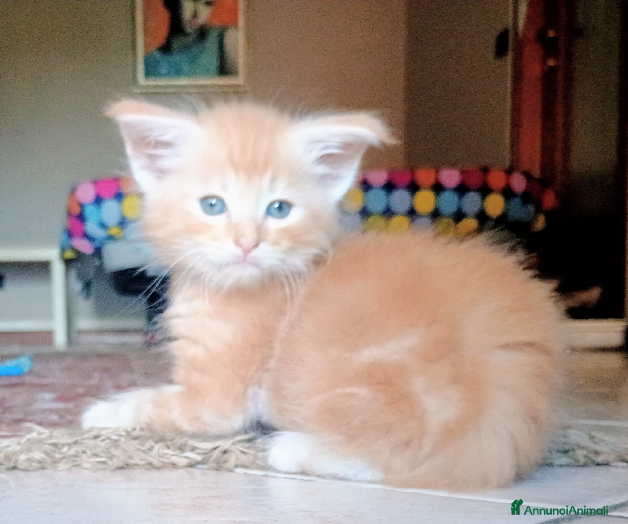 Norvegese gatti Cuccioli norvegesi - Annuncio 19