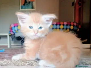 Norvegese gatti Cuccioli norvegesi - Annuncio 1