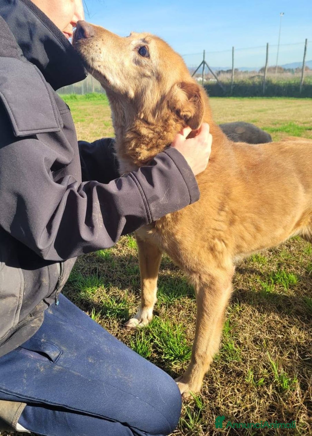 Meticcio cani in regalo: ROMEO, adozione del cuore - Annuncio 3