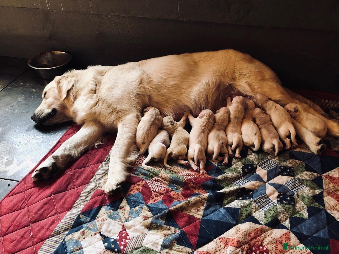 Golden Retriever cani in vendita: Cuccioli di Golden Retriever - Annuncio 3