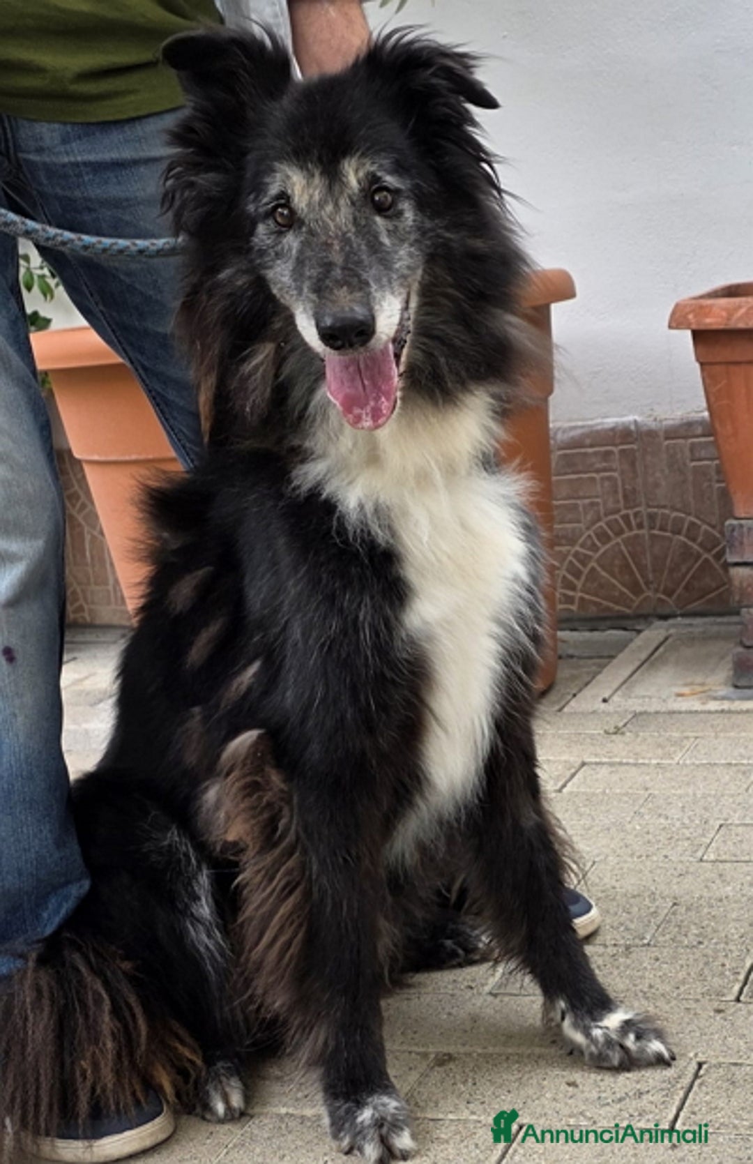 Meticcio cani in regalo: RINGO PASTORE SCOZZESE - Annuncio 1