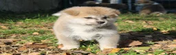 Akita Inu cani in vendita: CUCCIOLI DI AKITA INU COMO-MONZA E BRIANZA - Annuncio 7
