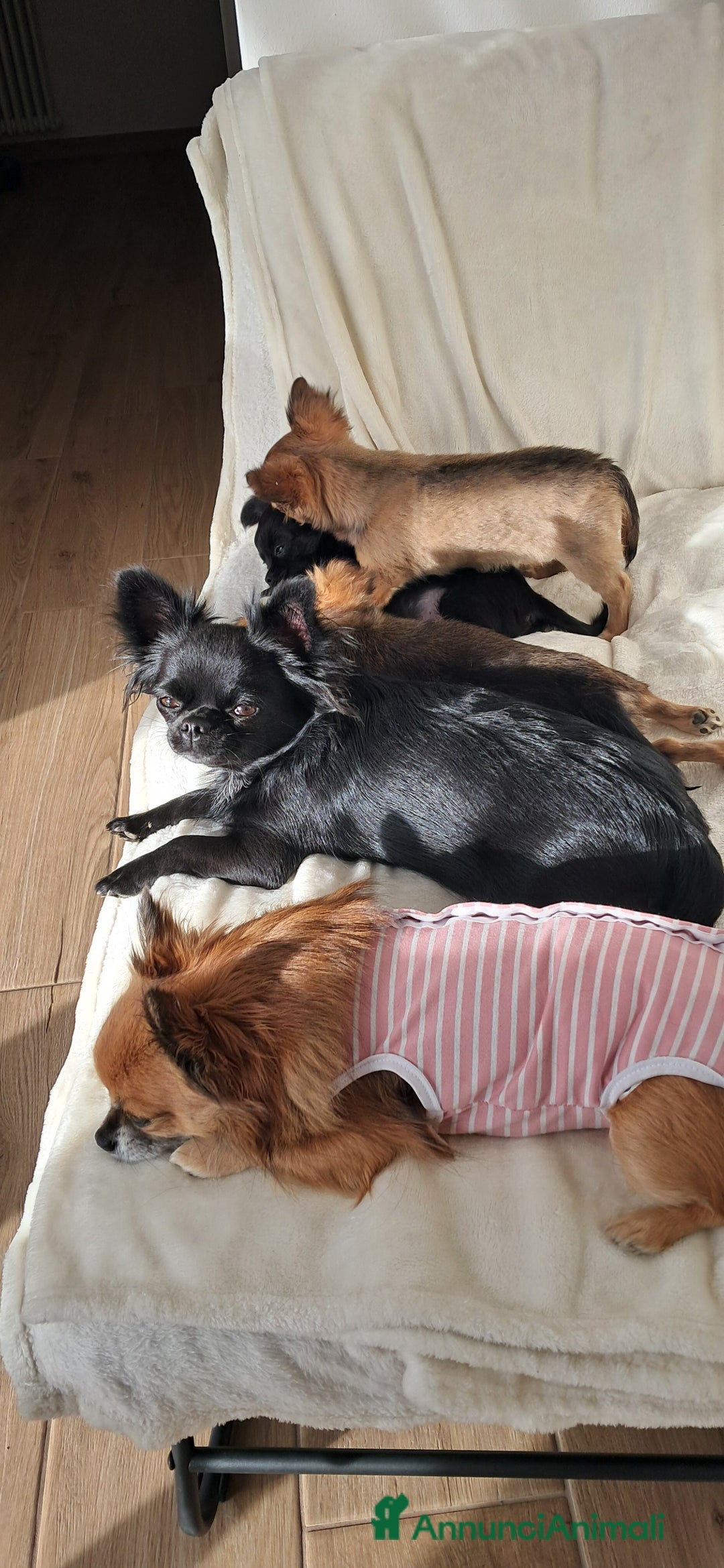 Chihuahua cani in vendita: Cucciola chihuahua con Pedigree Enci  - Annuncio 2