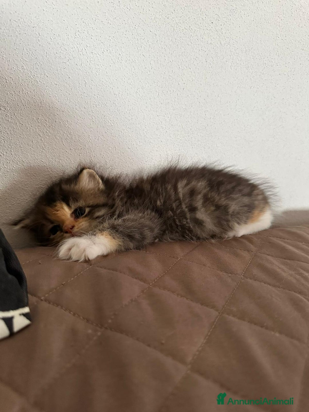 Persiano gatti in vendita: Gattine persiane normotipo  a Provincia di Reggio Emilia - Immagine 14