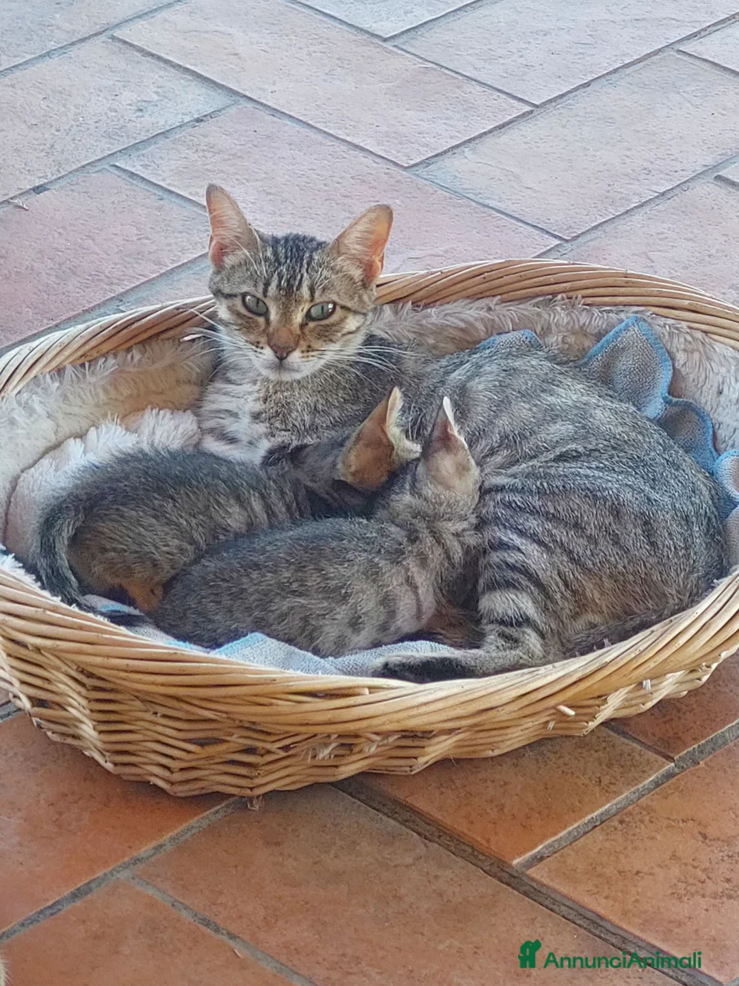 Europeo gatti in regalo: Cuccioli di gatto europeo tigrati - Annuncio 2