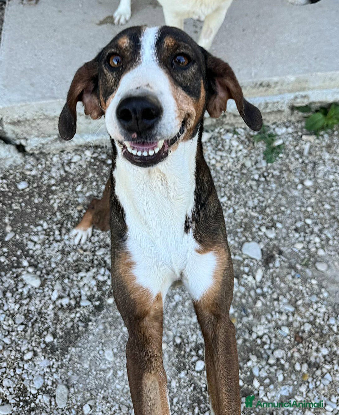 Meticcio cani in regalo: Violetta 1 anno taglia media  a Provincia di Teramo - Immagine 2