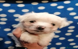 Maltese cani in vendita: Maltese cuccioli - Immagine 11