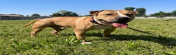Meticcio cani in regalo: PABLO CERCA CASA - Annuncio 8