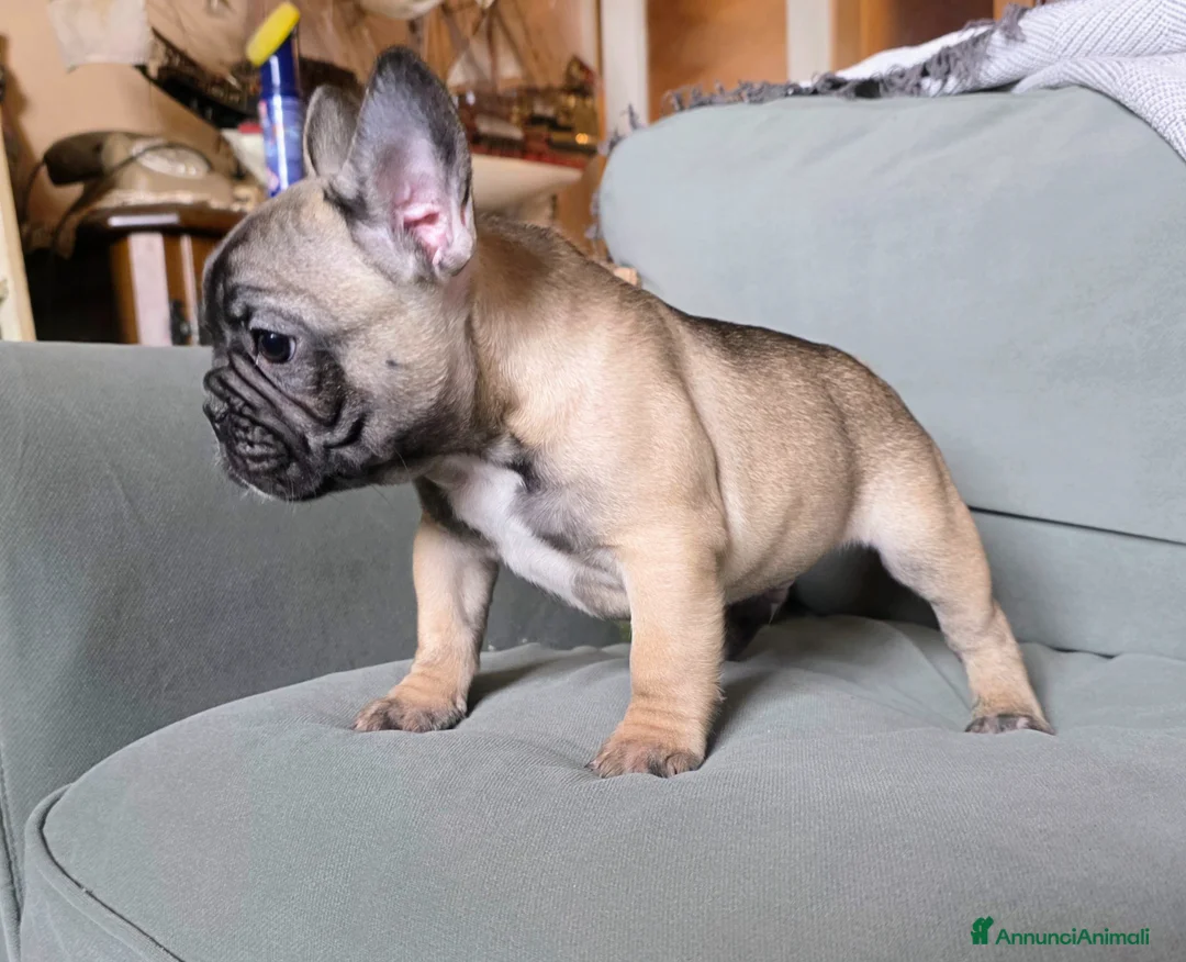 Bulldog Francese cani in vendita: Cucciolo Bulldog Francese pedigree Enci - Annuncio 1