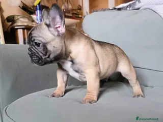 Bulldog Francese cani Cucciolo Bulldog Francese pedigree Enci - Annuncio 1