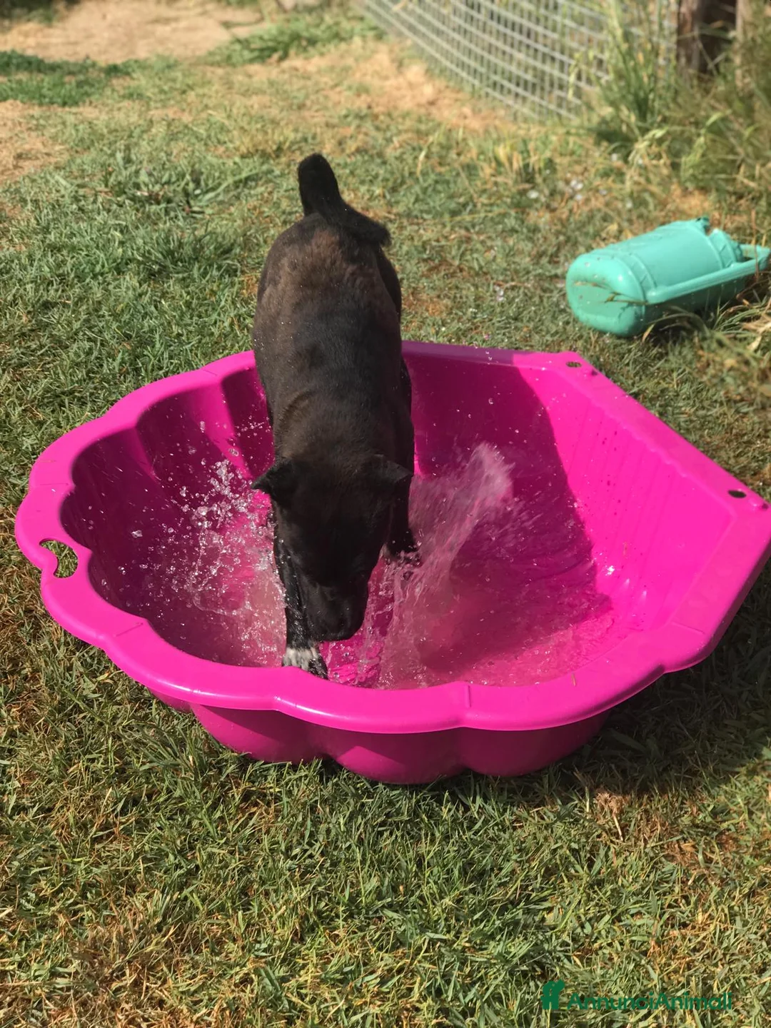 Meticcio cani in regalo: LUDMILLA simil Shar Pei dal carattere esplosivo a Provincia di Latina - Annuncio 3