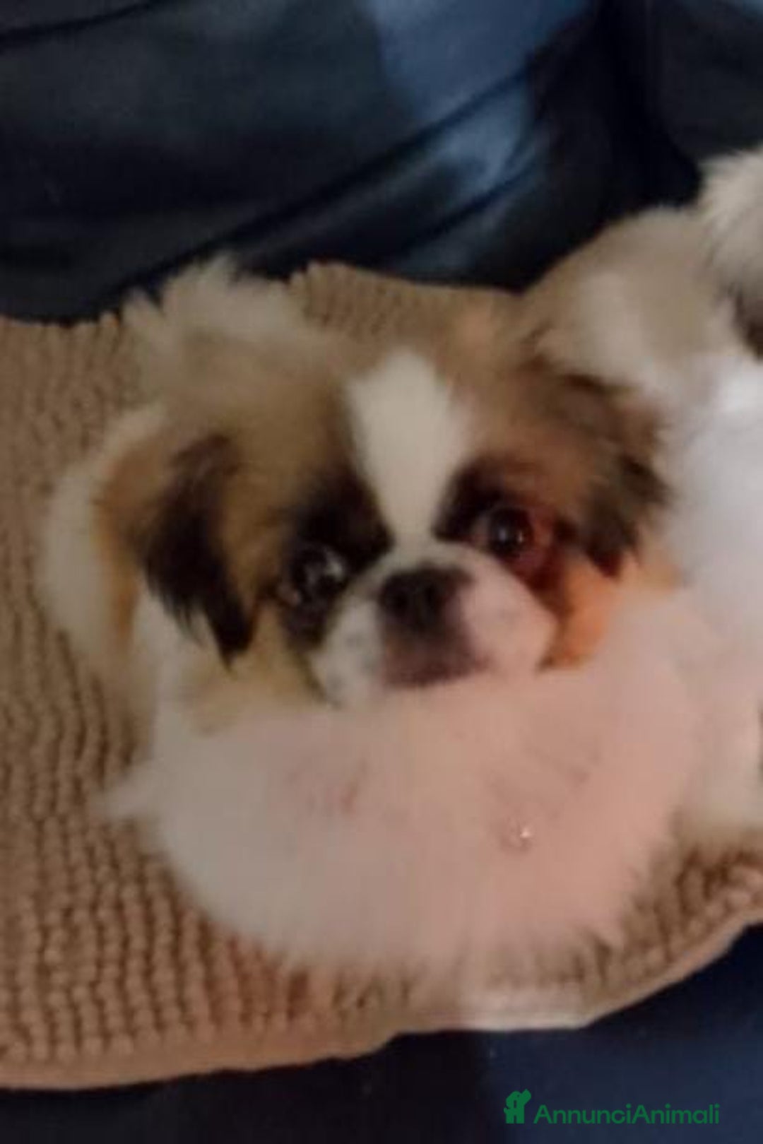 Pechinese cani in vendita: Pechinese  a Provincia di Pavia - Immagine 5