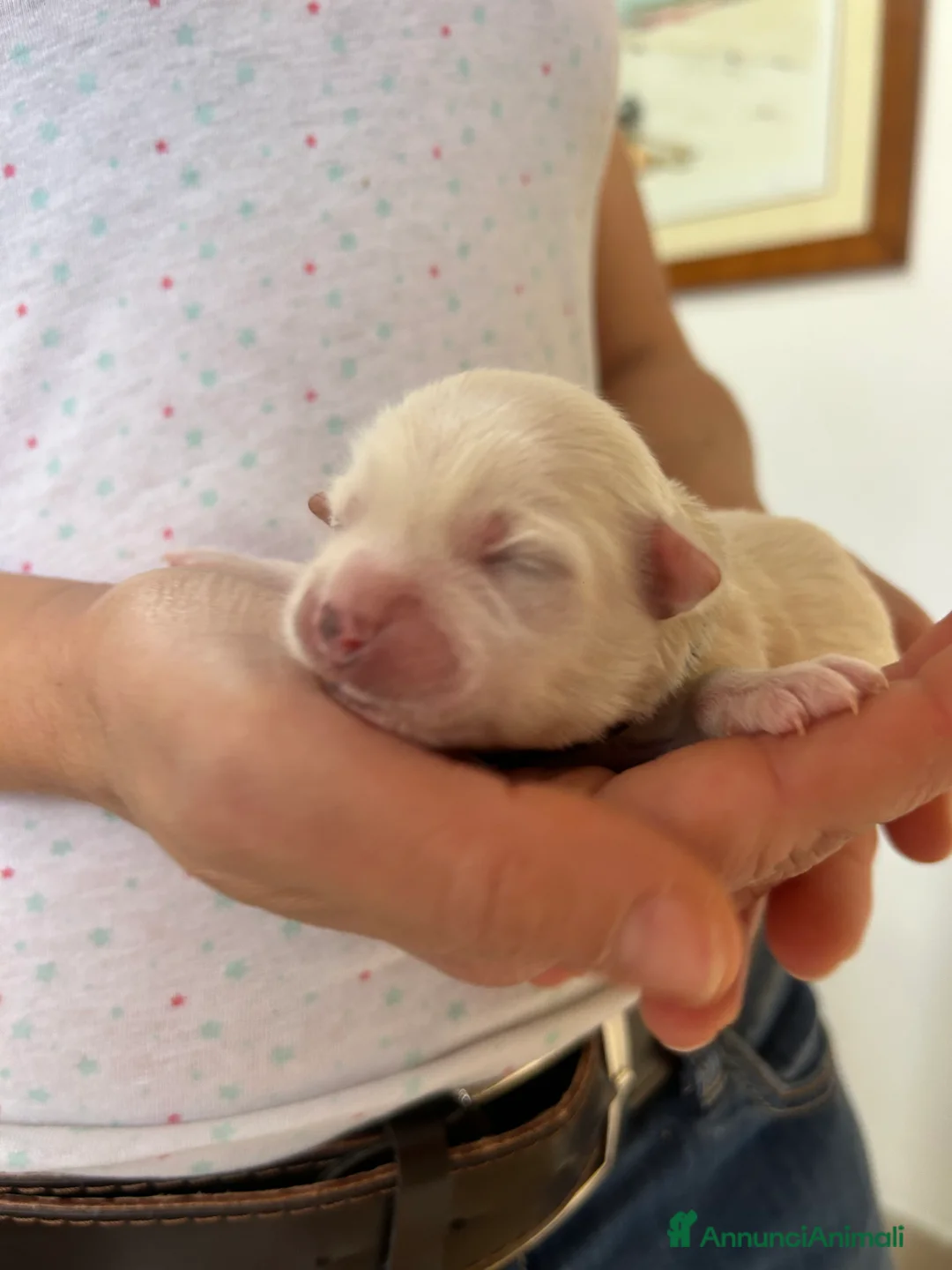 Maltese cani in vendita: Vendita maltese - Annuncio 4