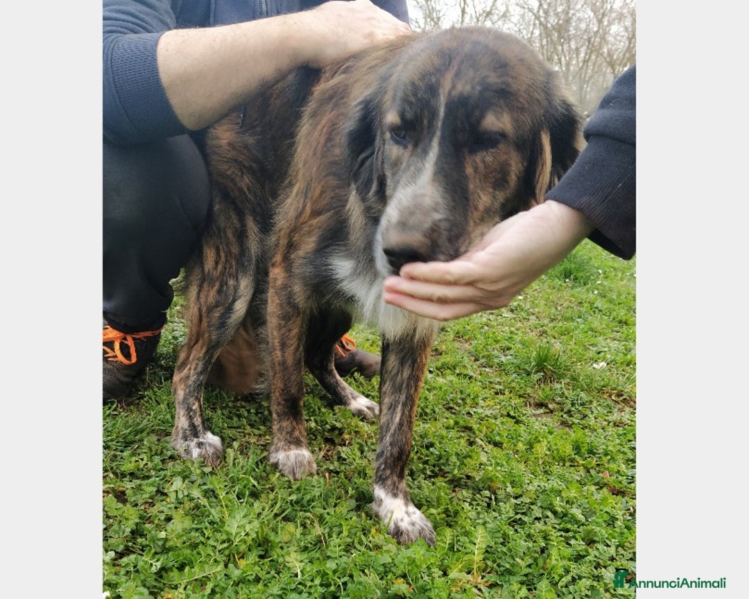 Meticcio cani in regalo: Bellissimo jango a Roma - Annuncio 4