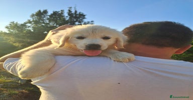 Golden Retriever cani a Provincia di Livorno - Annuncio 14