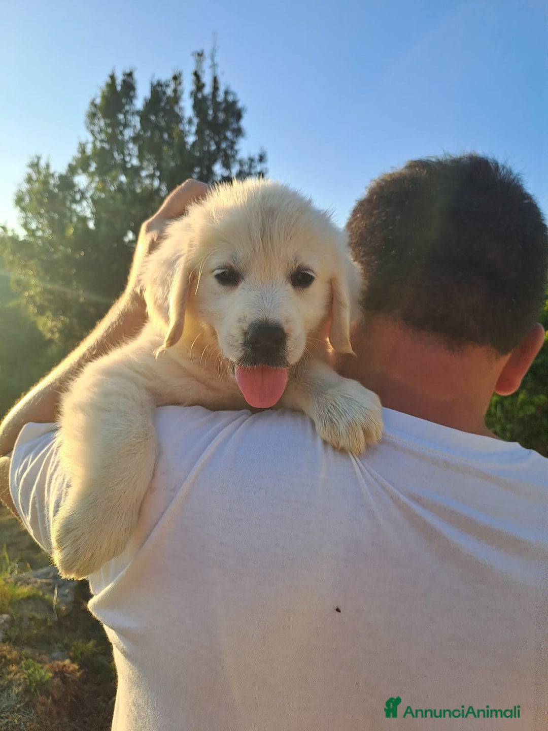 Golden Retriever cani in vendita: Bellissimi cuccioli golden retriever  a Provincia di Livorno - Immagine 2