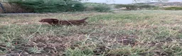 Labrador cani in vendita: Cuccioli di Labrador Choco  - Annuncio 13