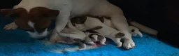 Jack Russell cani in vendita: Jack Russell terrier pelo corto femmina pedigree - Annuncio 5