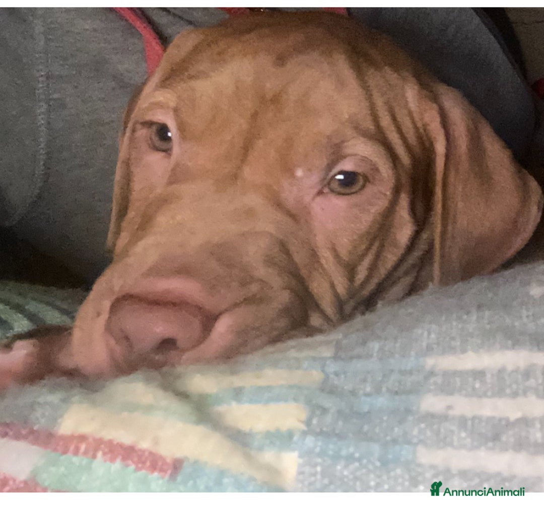Pitbull cani in vendita: Cuccioli di pitbull adba - Annuncio 3