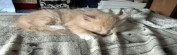 Siberiano gatti in vendita: 3 MASCHIETTI SIBERIANI a Città Metropolitana di Bologna - Annuncio 3