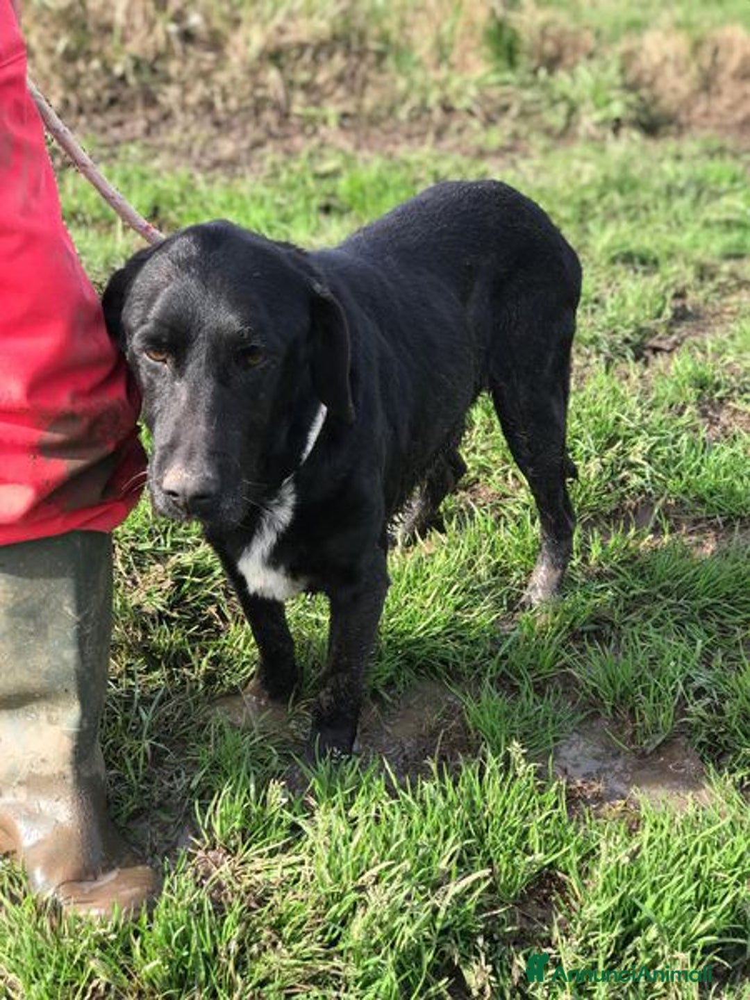 Meticcio cani in regalo: Santo, il suo nome lo descrive in pieno a Provincia di Latina - Annuncio 5