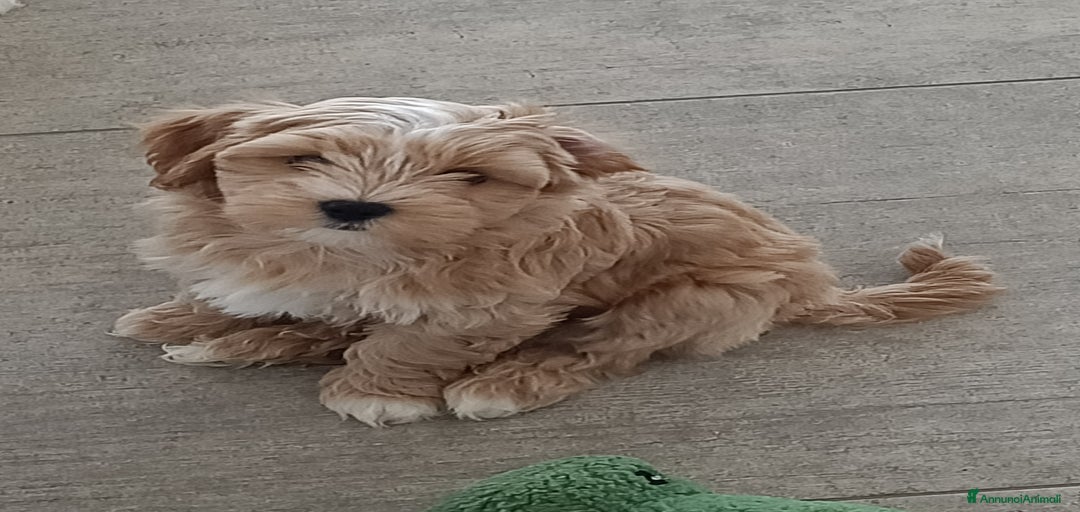 Immagine della galleria {{count}}