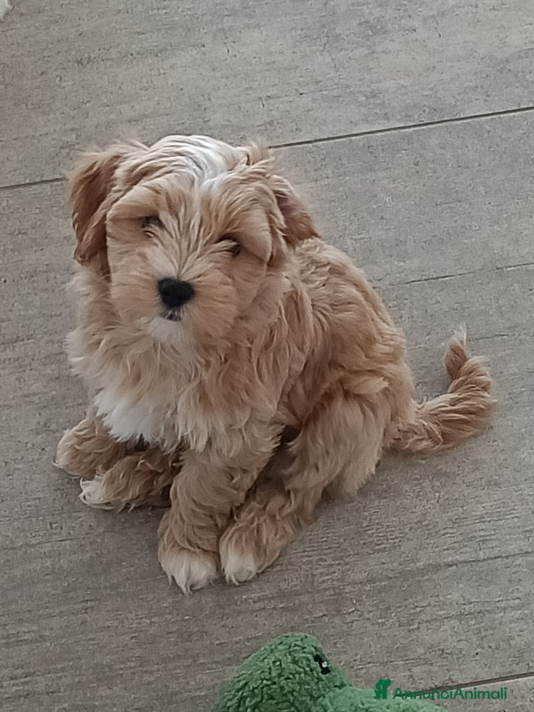 Immagine della galleria {{count}}