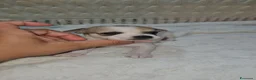 Chihuahua cani in vendita: Chihuahua maschio toy a Città Metropolitana di Bologna - Annuncio 11