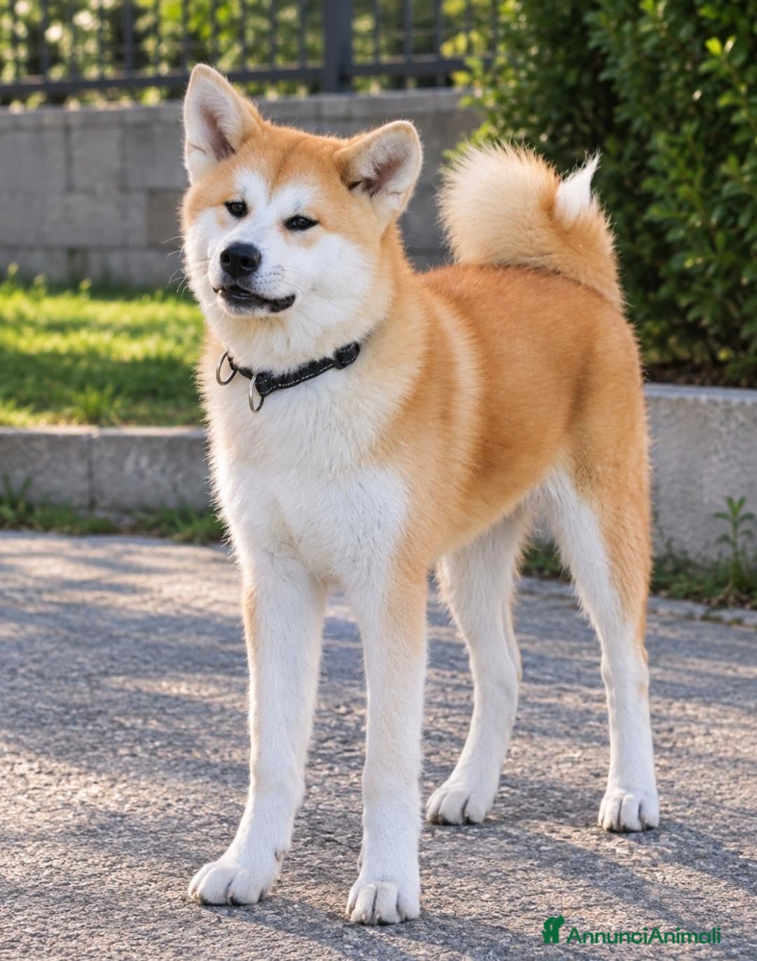 Akita Inu cani Akita Inu femmina Rina da eccellenti linee FCI - Annuncio 30